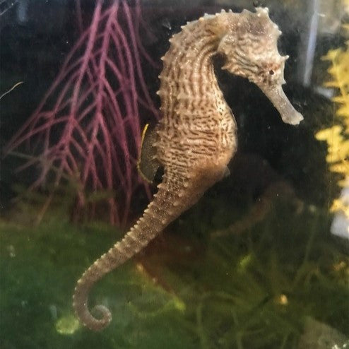 Juvenile Lined Seahorse (Usually Females)