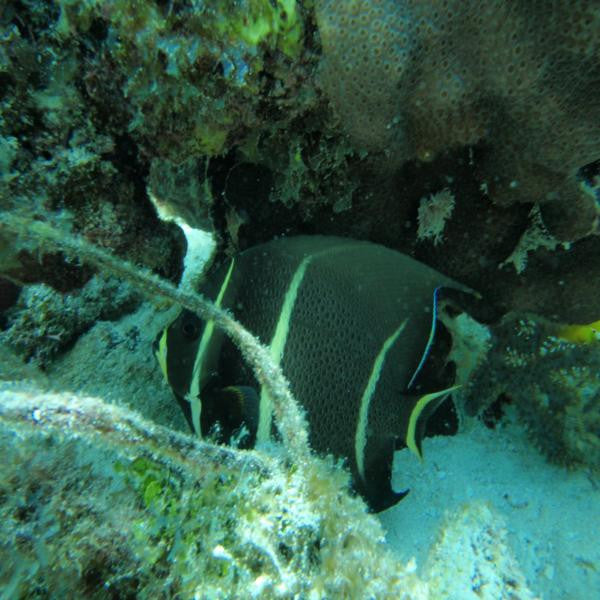 Black Angelfish (Medium 3-5 inches)