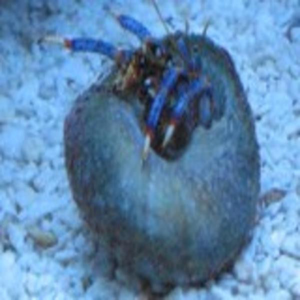 Blue Leg  Hermit Crab 25 Pack