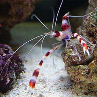 Banded Coral Shrimp (mated pair)