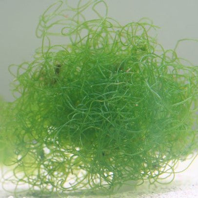 Chaetomorpha, aka Chaeto Spaghetti Algae, Green Hair Algae
