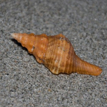 Horse Conch Snail (small)