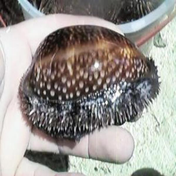 Tiger Cowrie Snails