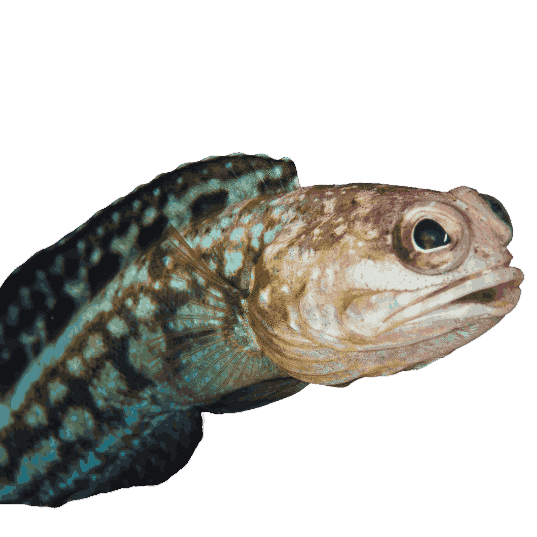 Dusky Jawfish (large)