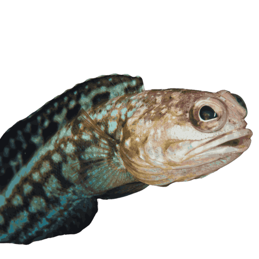 Dusky Jawfish (large)