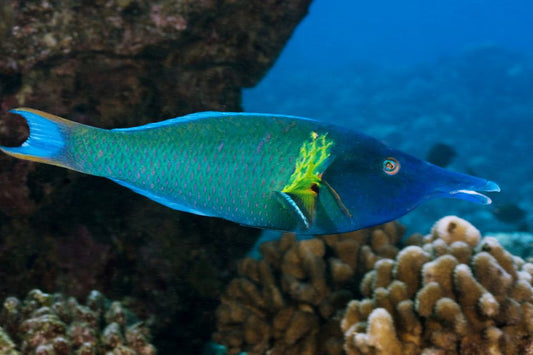 Bird Wrasse (Male)