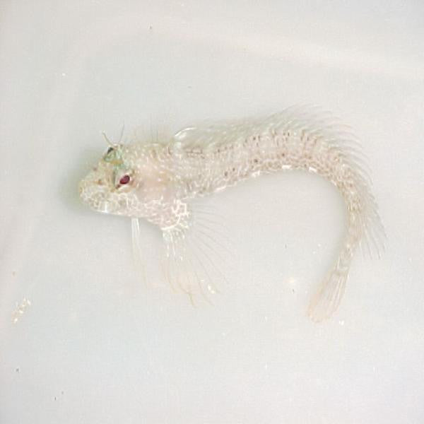 Glass Blenny on Sale