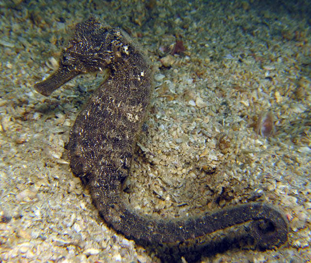 Lined Seahorse Pair- The Male is Pregnant