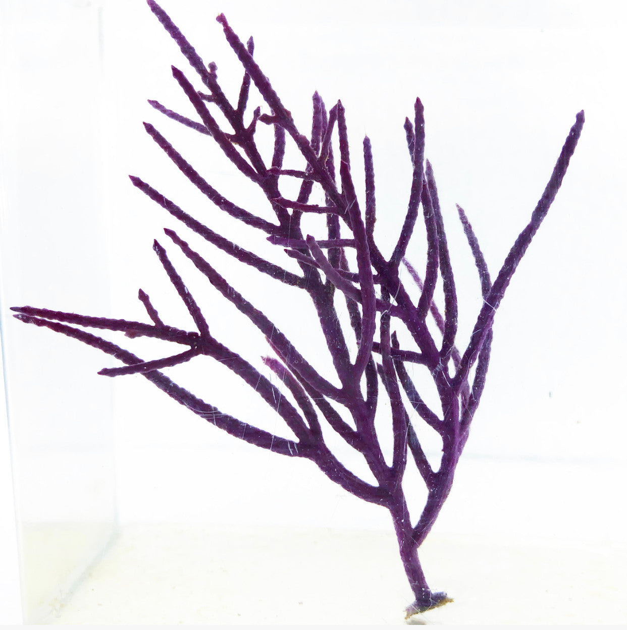 Purple Feather Sea Plume (under 10")