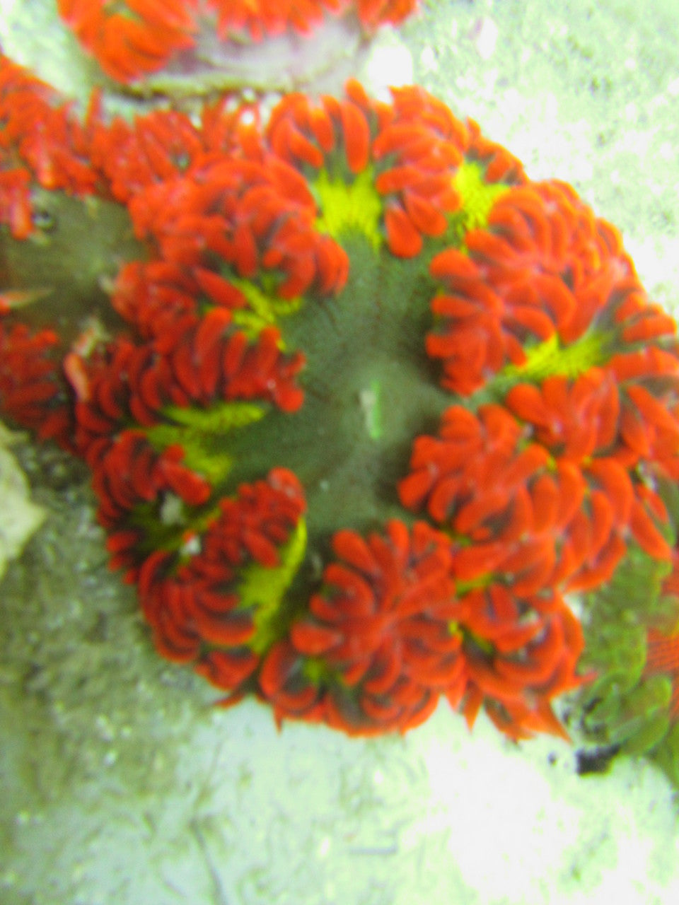 Atomic Green and Red Ultra Rock Anemone