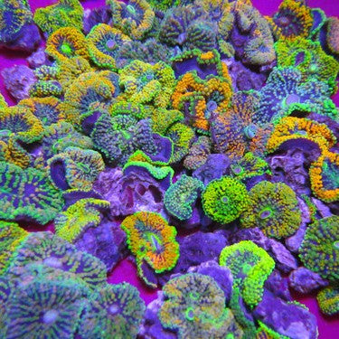 Ricordea Coral 5 Pack Orange Multicolors(they are not on frag plugs)