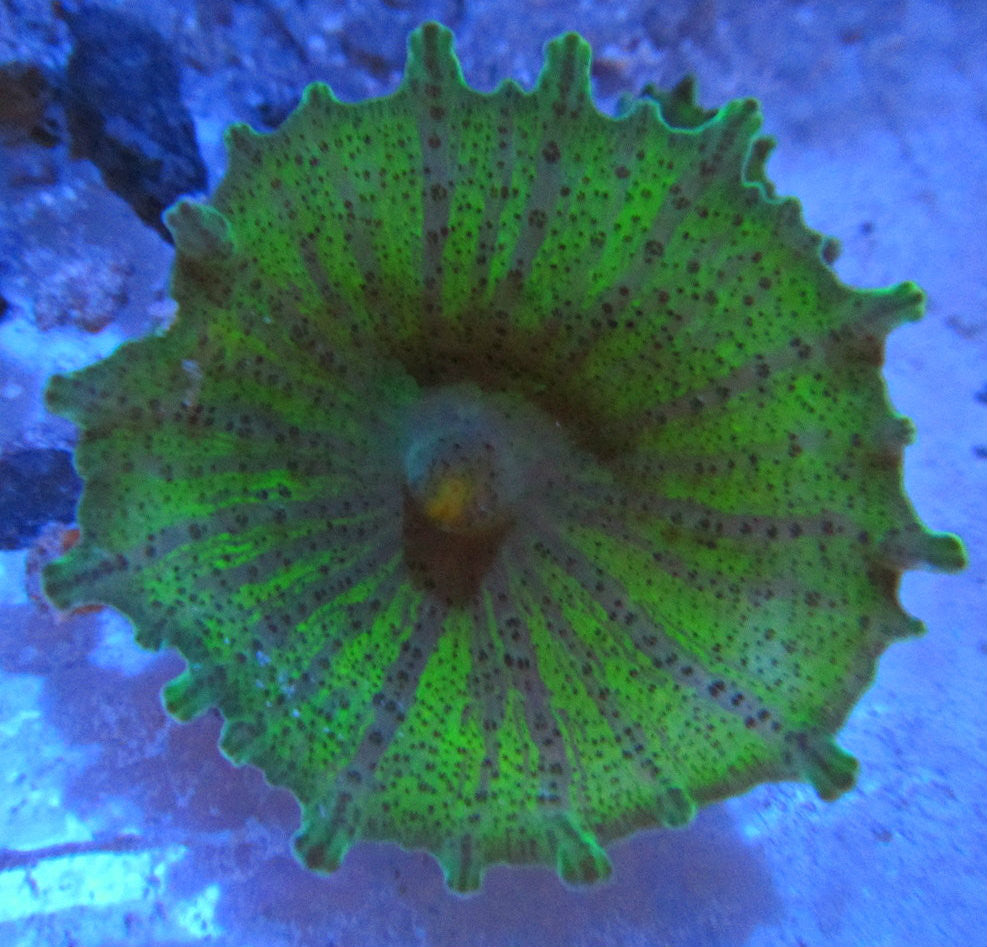 Green Umbrella Mushroom Neglecta (LG/XL)