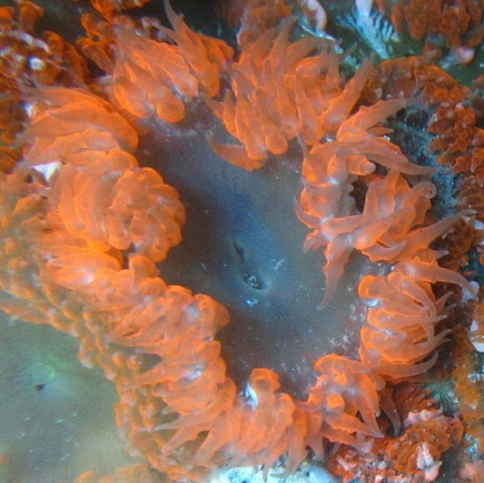 Red Rock Anemone (small)
