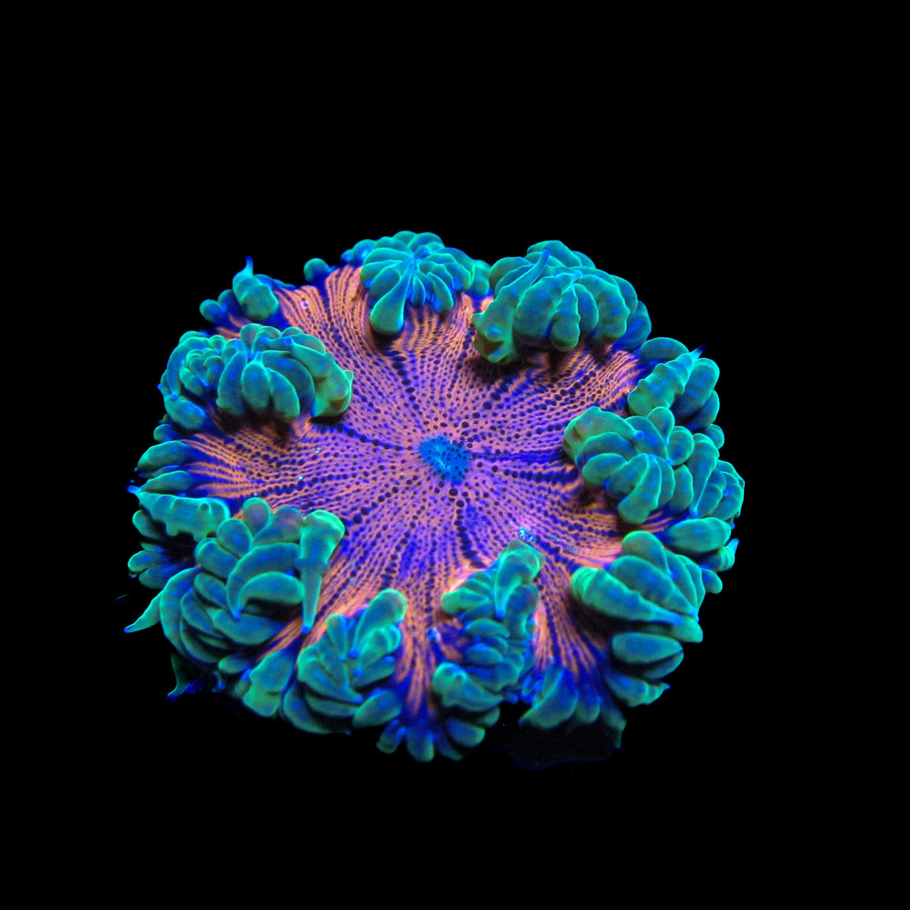 Chilli Lime  Ultra Rock Flower Anemone