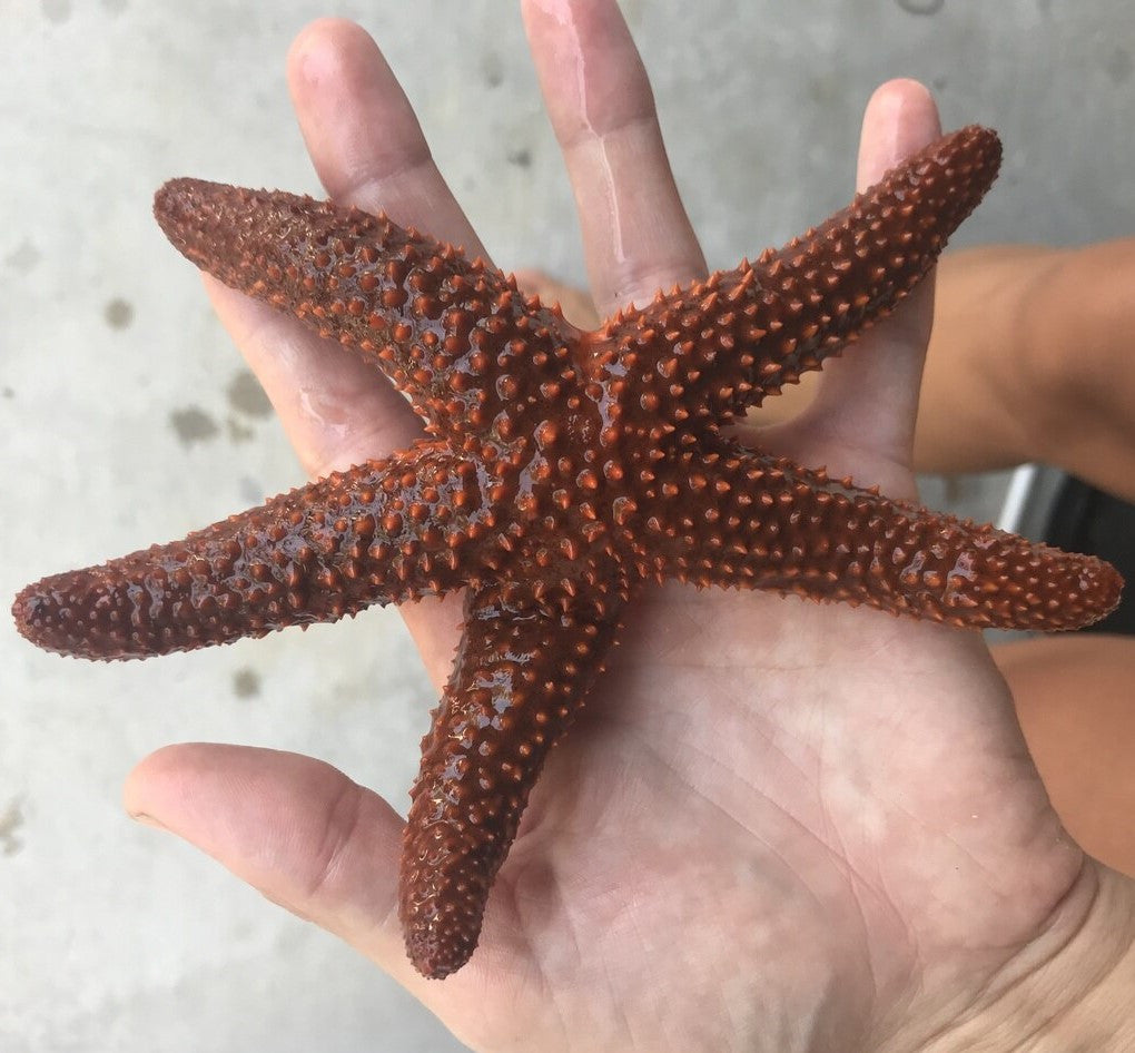 Key West Starfish (small/medium)