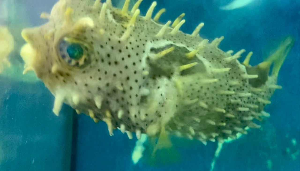 Bridled Burrfish (5-8 inches)