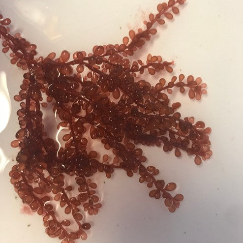 Red Grape Algae (String of Pearls)