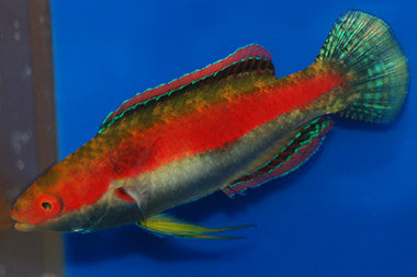 Katherine's Fairy Wrasse (Male)