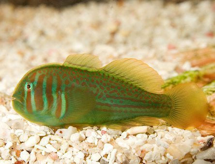 Green Clown Goby on Sale