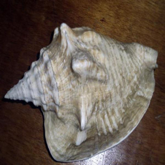 Chestnut Bumblebee Astrea Saltwater Snail For Sale Page 2 Foxy Saltwater Tropicals