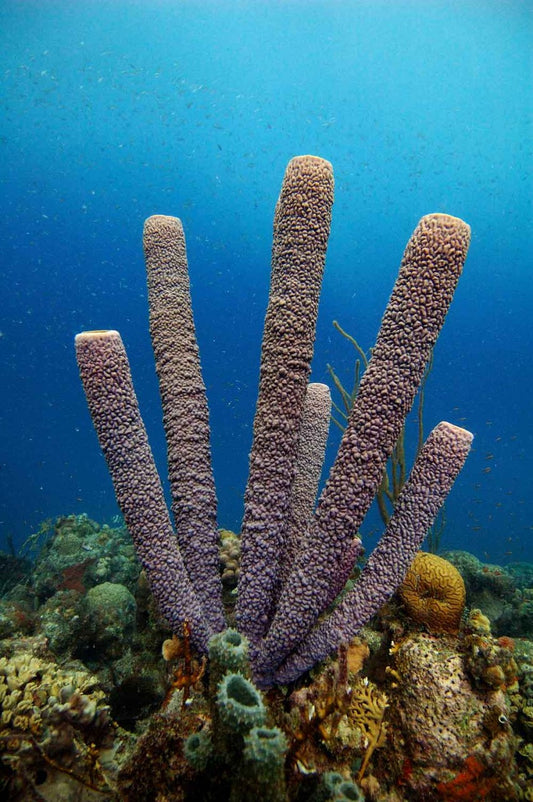 Tube Sponge