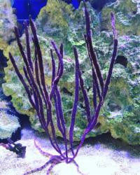 XL Purple Whip Gorgonian (10+ inches)