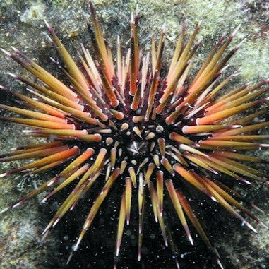 Buy Reef Urchin