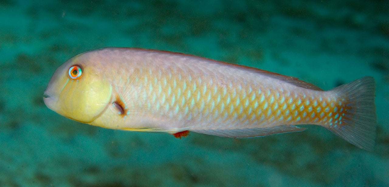 Rosy Razorfish