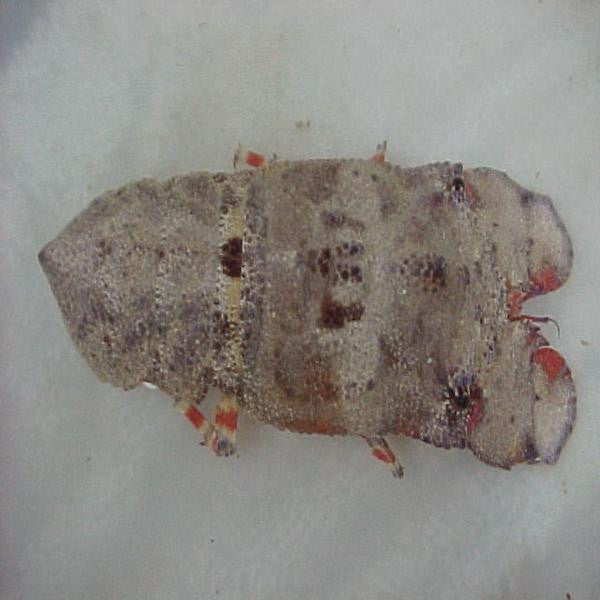 Shovelnose Lobster (1-3 inches)