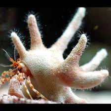 Staghorn Hermit Crab
