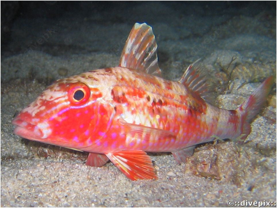 Atlantic Goatfish (3-5 inches)