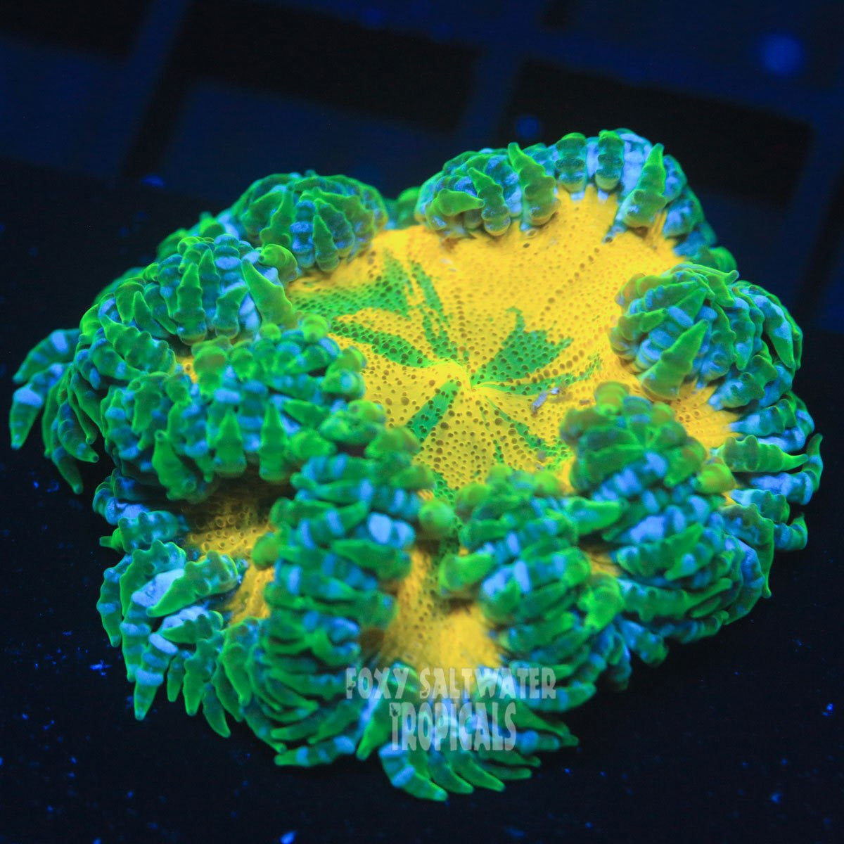 Ultra Rock Flower Anemone 3 Pack