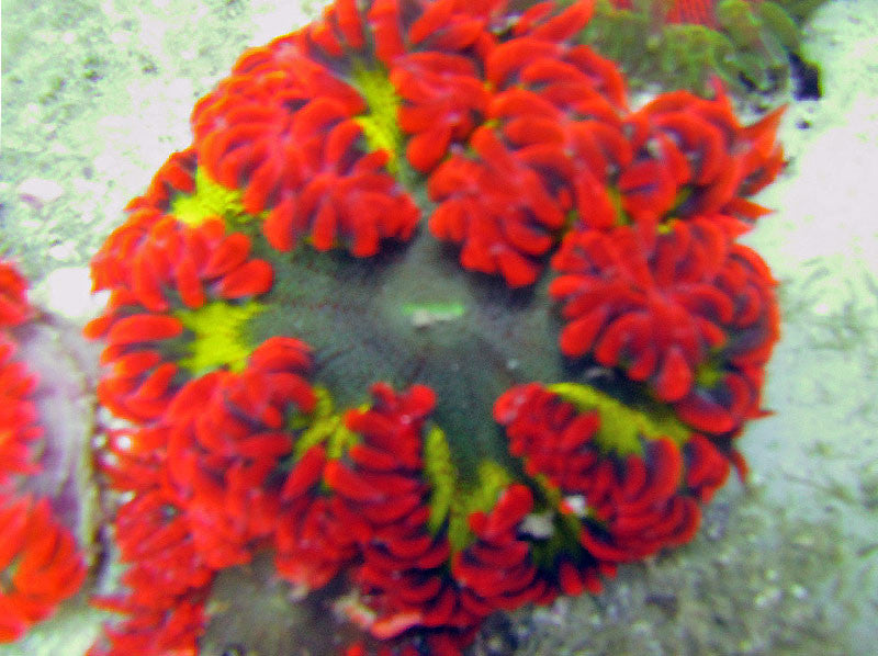 Atomic Green and Red Ultra Rock Anemone