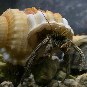 Black Leg Hermit Crab 25 Pack