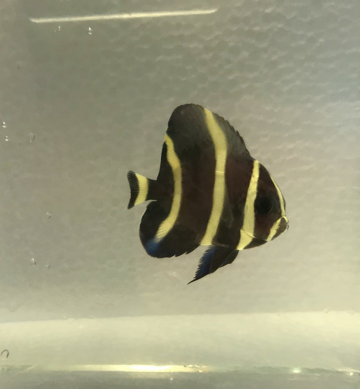 Black Angelfish (Small 2-3")