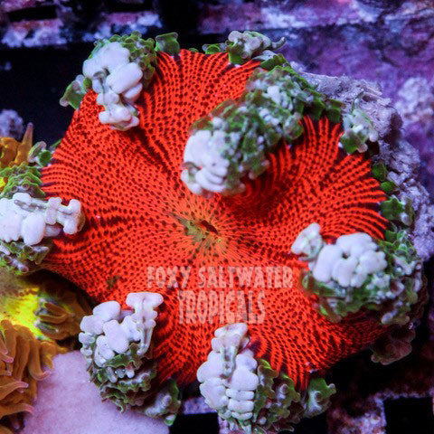 Blood Red Green Lace Border Ultra Rock Anemone