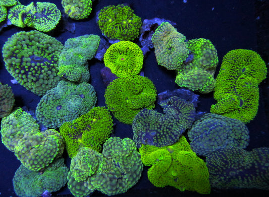 Blue/ Green Mix Ricordea 10 pack (not on frag plugs)