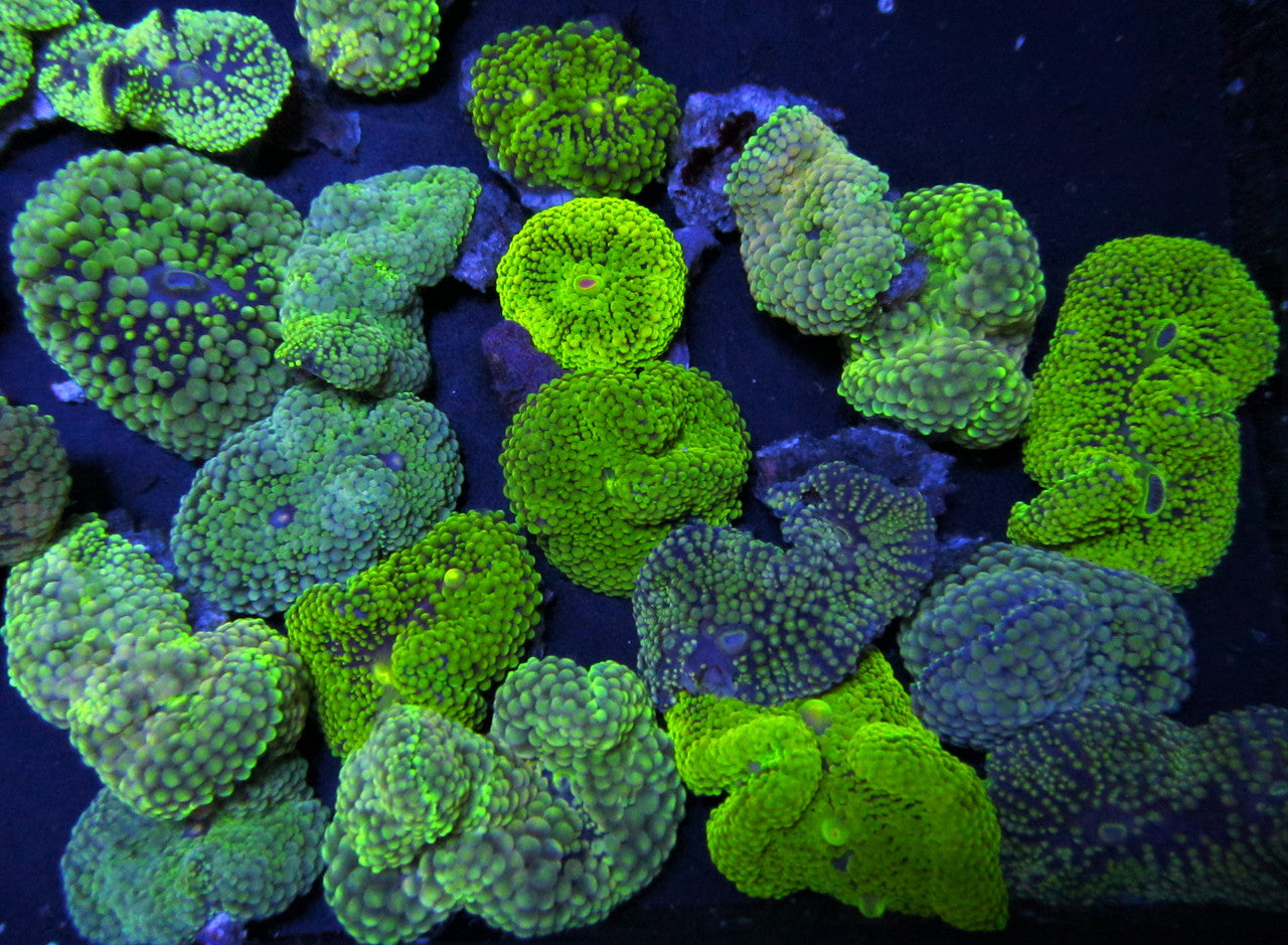 Blue / Green Mix Ricordea Coral 5 Pack (not on frag plugs)