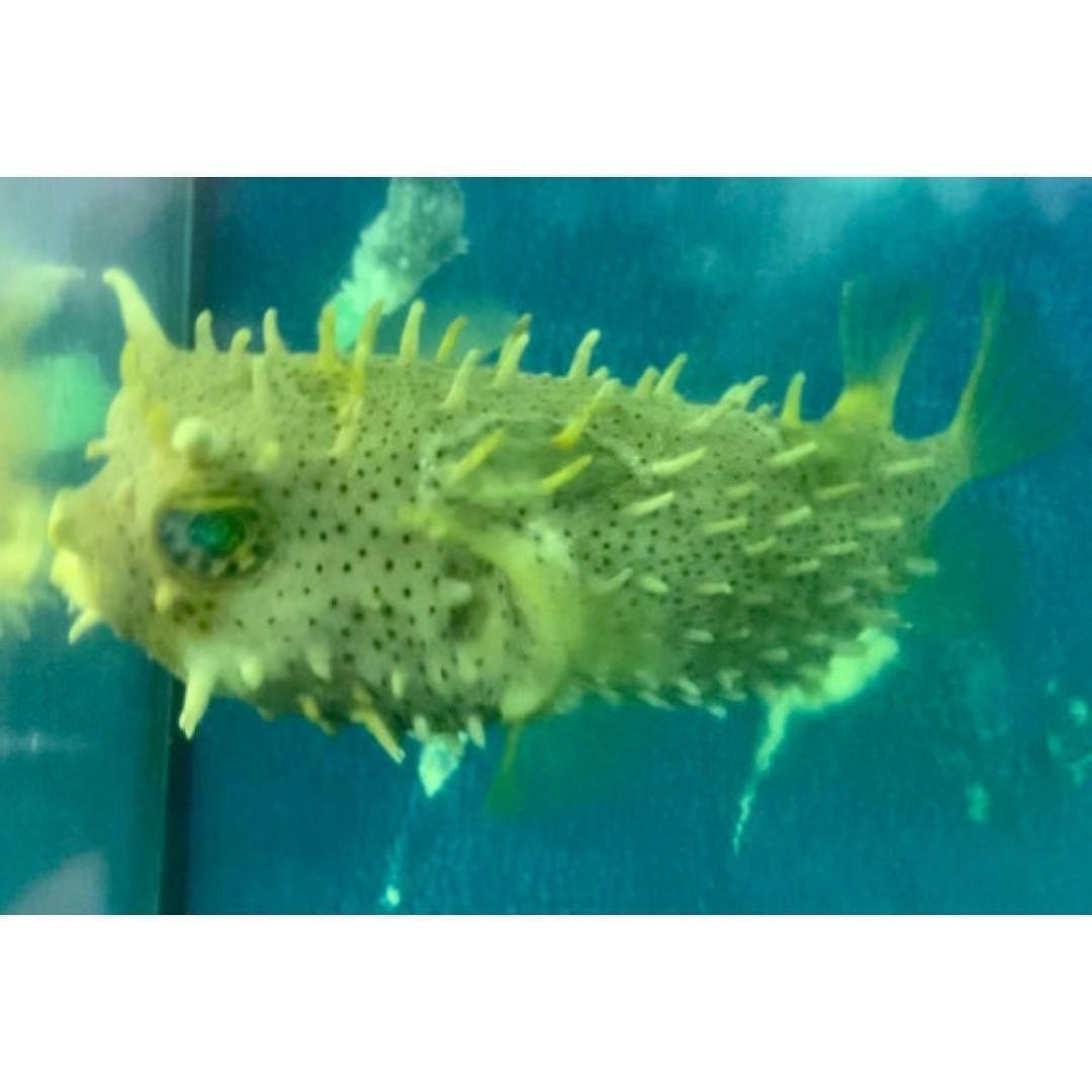 Bridled Burrfish (5-8 inches)
