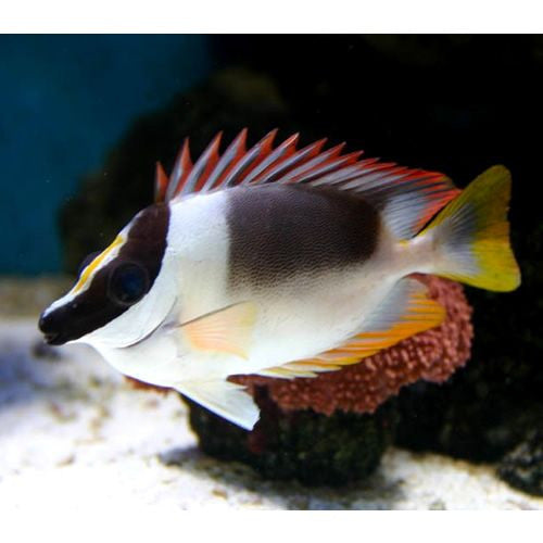 Magnificent FoxFace (6”) – Foxy Saltwater Tropicals