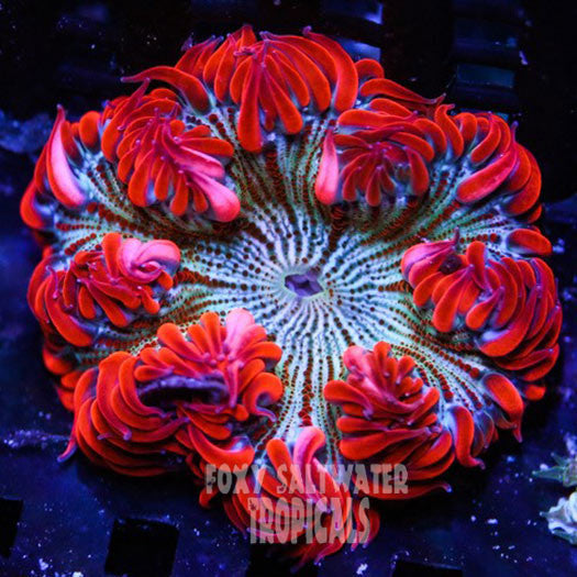 Classy Pin Stripe Red Ultra Rock Flower Anemone