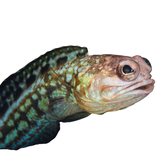 Dusky Jawfish (small/medium)