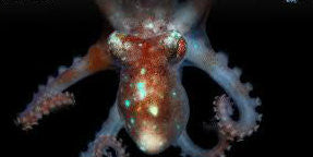 Dwarf Octopus