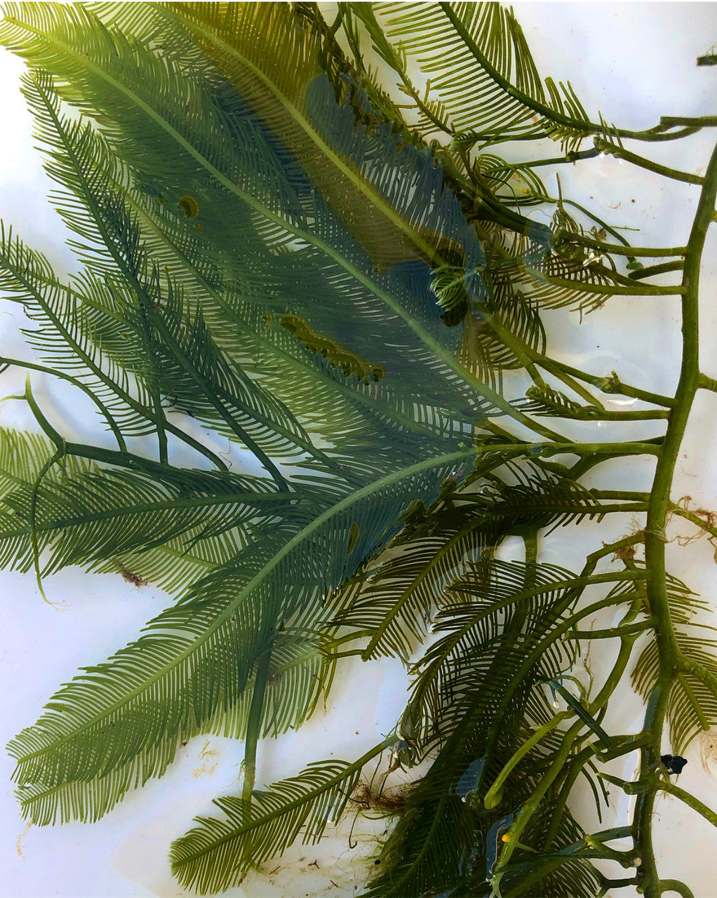 Get Feather Caulerpa