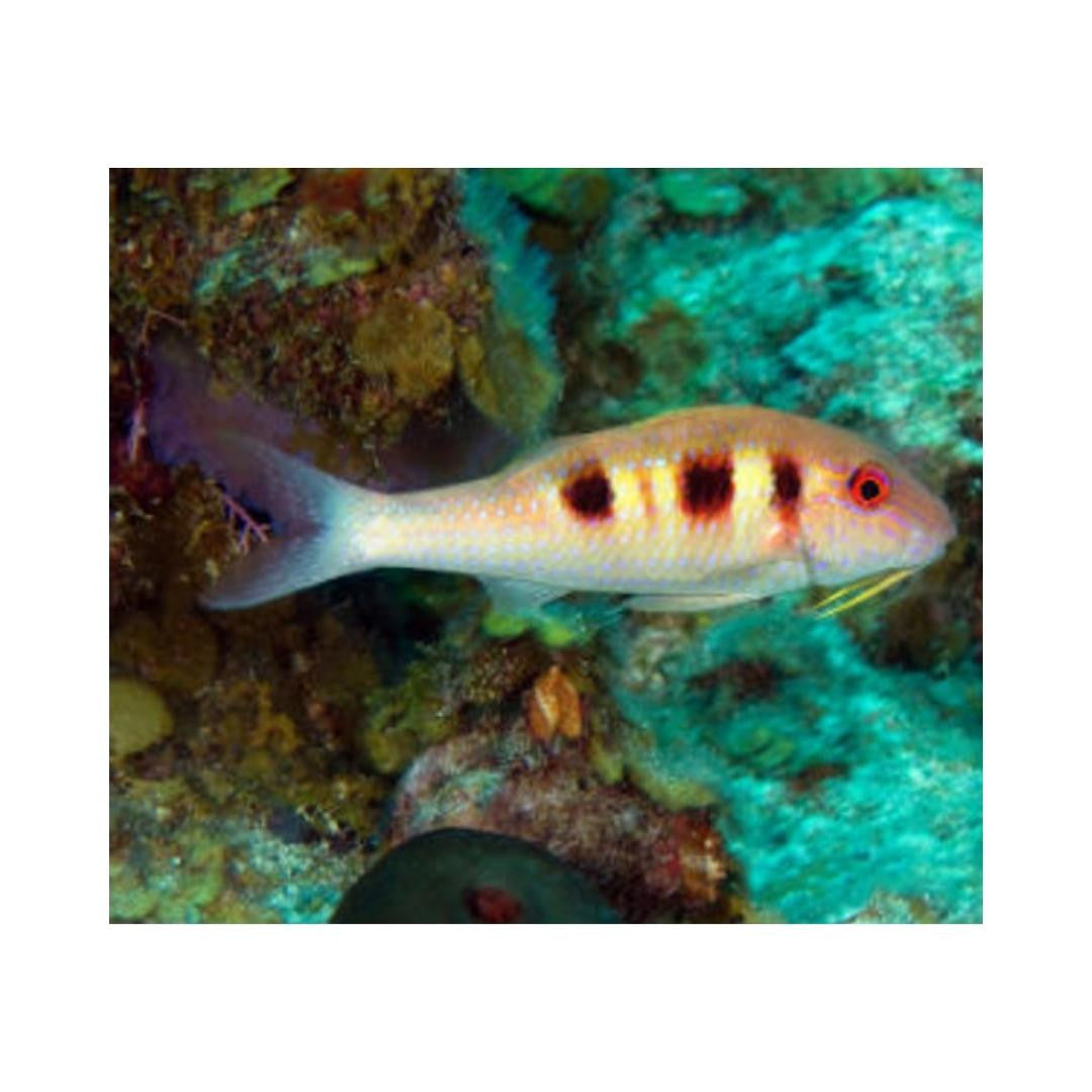Atlantic Goatfish (5-8 inches)