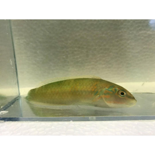 Green Wrasse (XL 6-9)