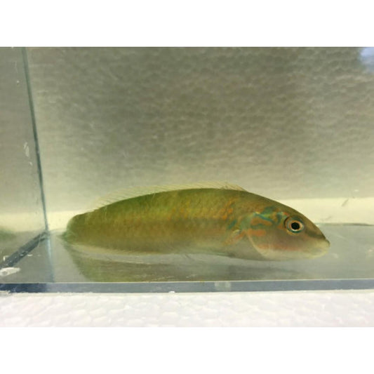 Green Wrasse (small 2-3)