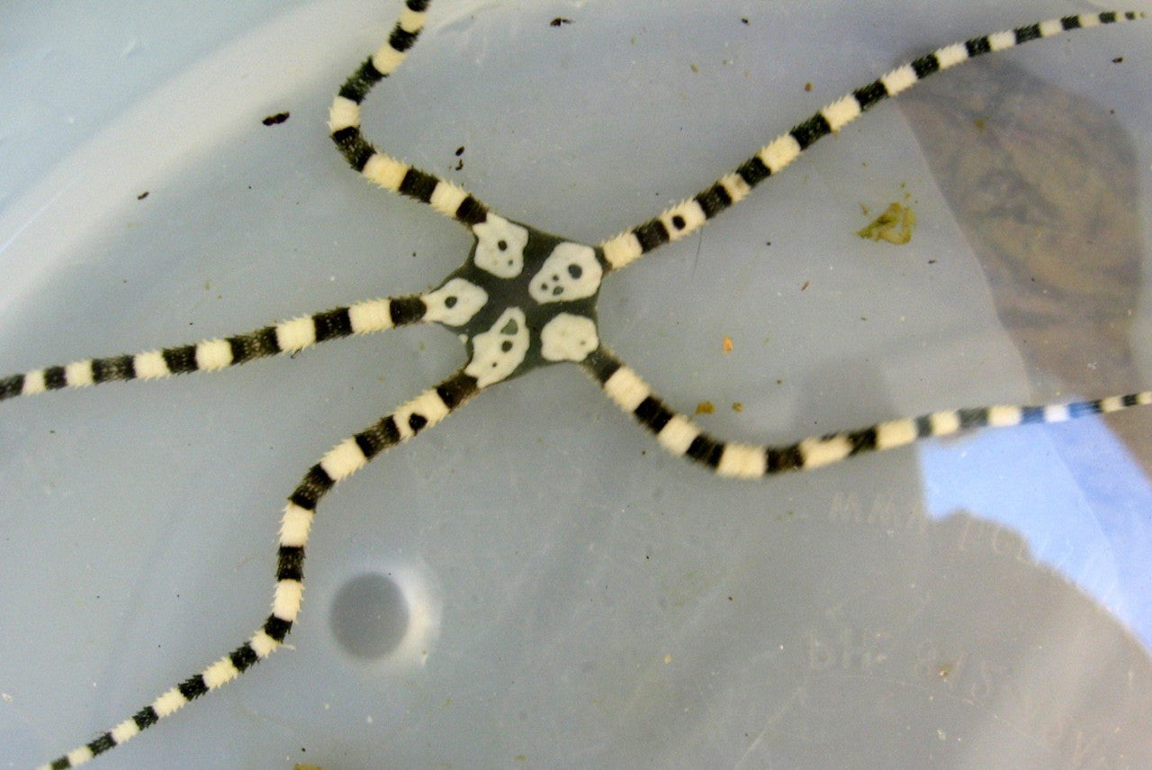 Harlequin Serpent Starfish (nano)