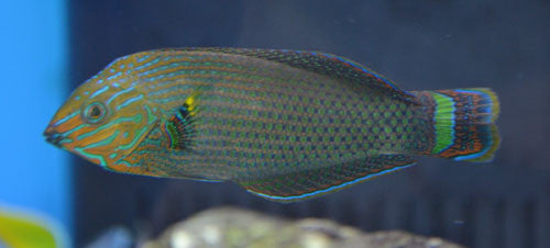 Dusky Wrasse