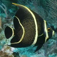 French Angelfish (Large 5-7 inches)